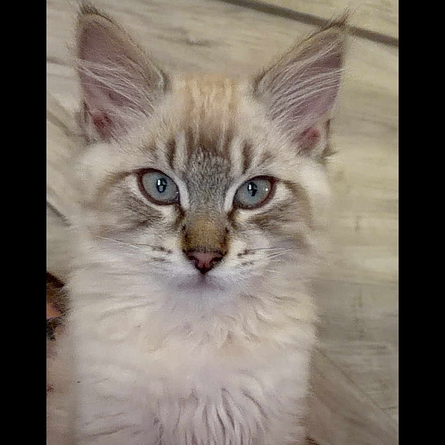 Miller is registered to the contest to win money with this photo: kitten, cat, blue_eyes, fur, pet, animal, portrait, close_up, indoor, wood_background, camera_app, screen, mobile, cute, feline, whiskers, ears, young_cat, looking, screenshot