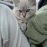 Miller is registered to the contest to win money with this photo: kitten, cat, animal, pet, furry, blue_eyes, cute, cozy, fabric, clothing, close_up, indoor, soft, young, small, whiskers, ears, curious, cuddle, comfort