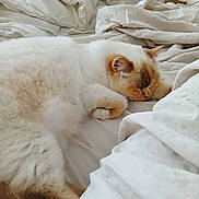 Pin Up participe au concours pour gagner de l'argent avec cette photo : cat, sleeping, bed, blanket, white, fluffy, cozy, resting, fur, indoor, cute, pet, relaxing, animal, soft, comfort, nap, domestic, whiskers, feline