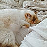 cat, sleeping, bed, blanket, white, fluffy, cozy, resting, fur, indoor, cute, pet, relaxing, animal, soft, comfort, nap, domestic, whiskers, feline