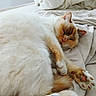 Pin Up participe au concours pour gagner de l'argent avec cette photo : cat, sleeping, bed, blanket, fur, orange, white, cozy, relaxed, paw, indoor, pet, animal, cute, fluffy, resting, soft, comfort, domestic, nap
