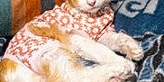 Baby Girl is registered to the contest to win money with this photo: cat, orange_cat, white_fur, pet, clothing, floral_shirt, collar, paws, tail, blanket, textile, striped_blanket, couch, indoor, relaxed, portrait, close_up, cute, feline, lying_down