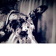 Luna joined the competition — help win amazing prizes! dog, canine, spotted_fur, large_breed, ear, collar, close_up, portrait, monochrome, grainy, indoor, couch, resting, eye, nose, patterned_fur, sleepy, relaxed, striped_pillow, black_and_white