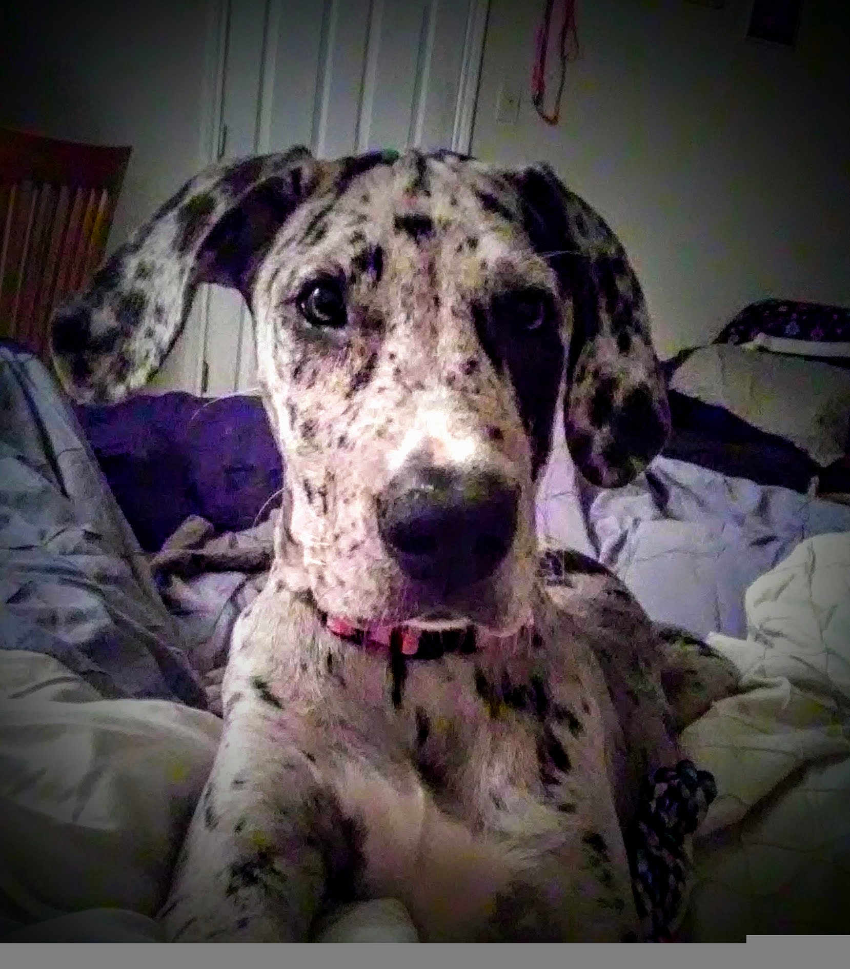 Luna is registered to the contest to win money with this photo: dog, pet, indoor, bedroom, bedding, blanket, pillow, portrait, close_up, merle_coat, spotted_fur, big_ears, collar, nose, eyes, toy, curious, laying_down, low_light, vignette