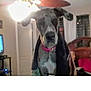 Luna is registered to the contest to win money with this photo: dog, great_dane, pet, living_room, indoor, blurry, collar, furniture, television, tv, ceiling_fan, lamp, door, sofa, armchair, person, human_face, wooden_bedpost, blanket, portrait
