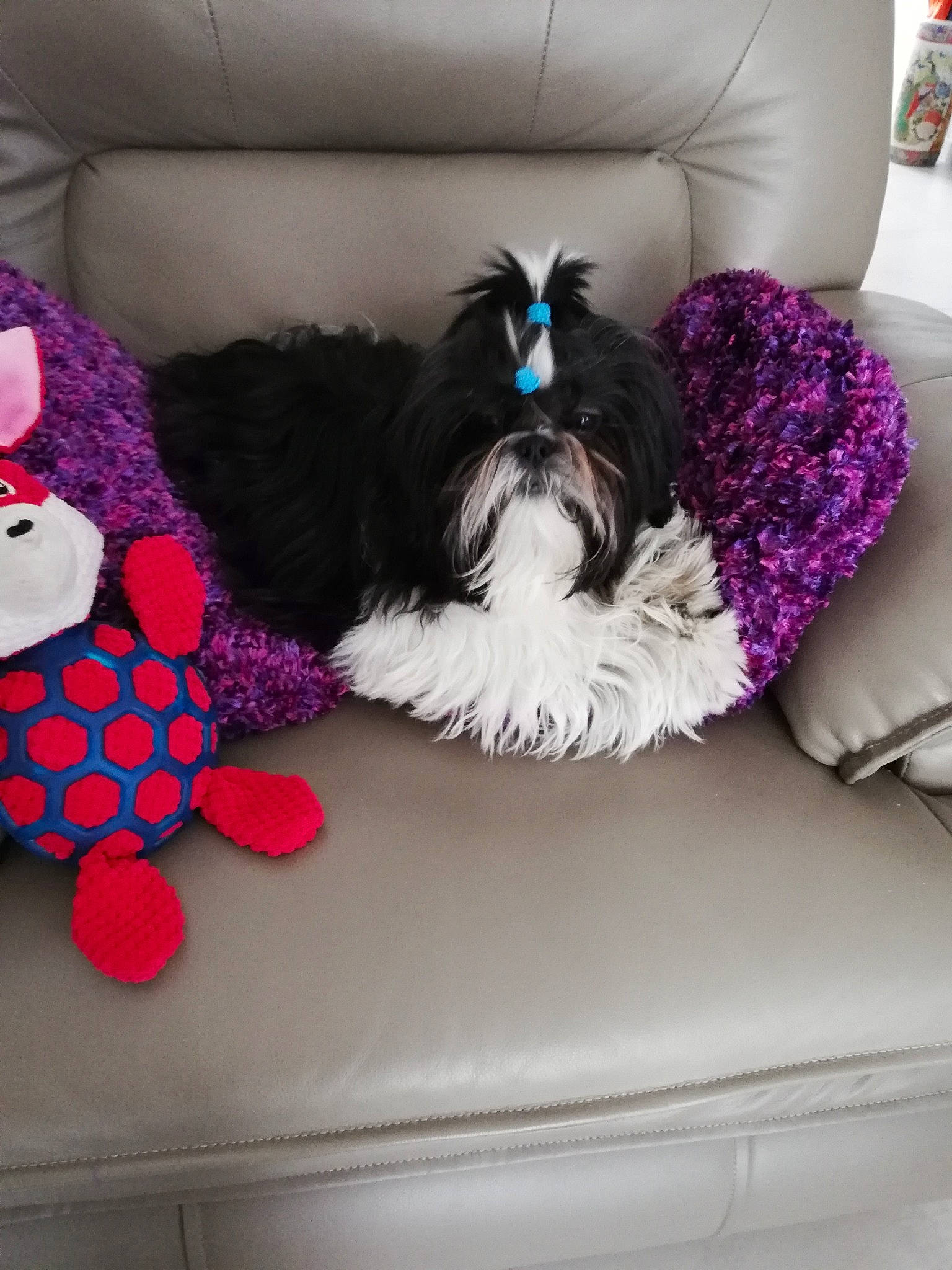 Ruby a rejoint le concours — aidez-le/la à gagner de superbes lots ! carnivore, comfort, companion_dog, couch, dog, dog_breed, dog_supply, fur, linens, living_room, magenta, pet_supply, pillow, purple, sporting_group, studio_couch, tail, textile, toy_dog, working_animal