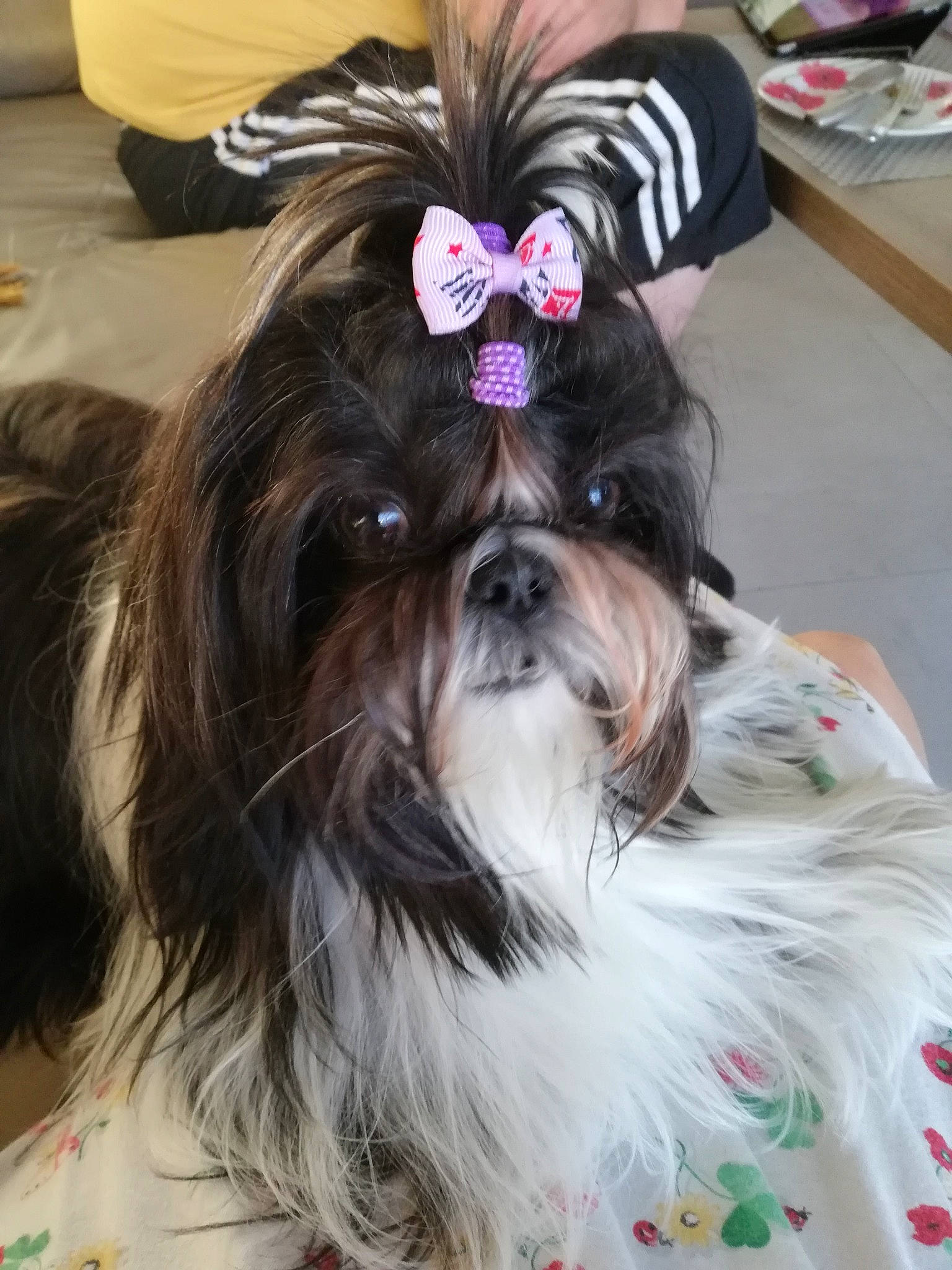 Ruby participe au concours pour gagner de l'argent avec cette photo : canidae, carnivore, companion_dog, dog, dog_breed, dog_supply, ear, fashion_accessory, fawn, fur, liver, maltepoo, non_sporting_group, pattern, shih_tzu, snout, sporting_group, toy_dog, whiskers, working_animal