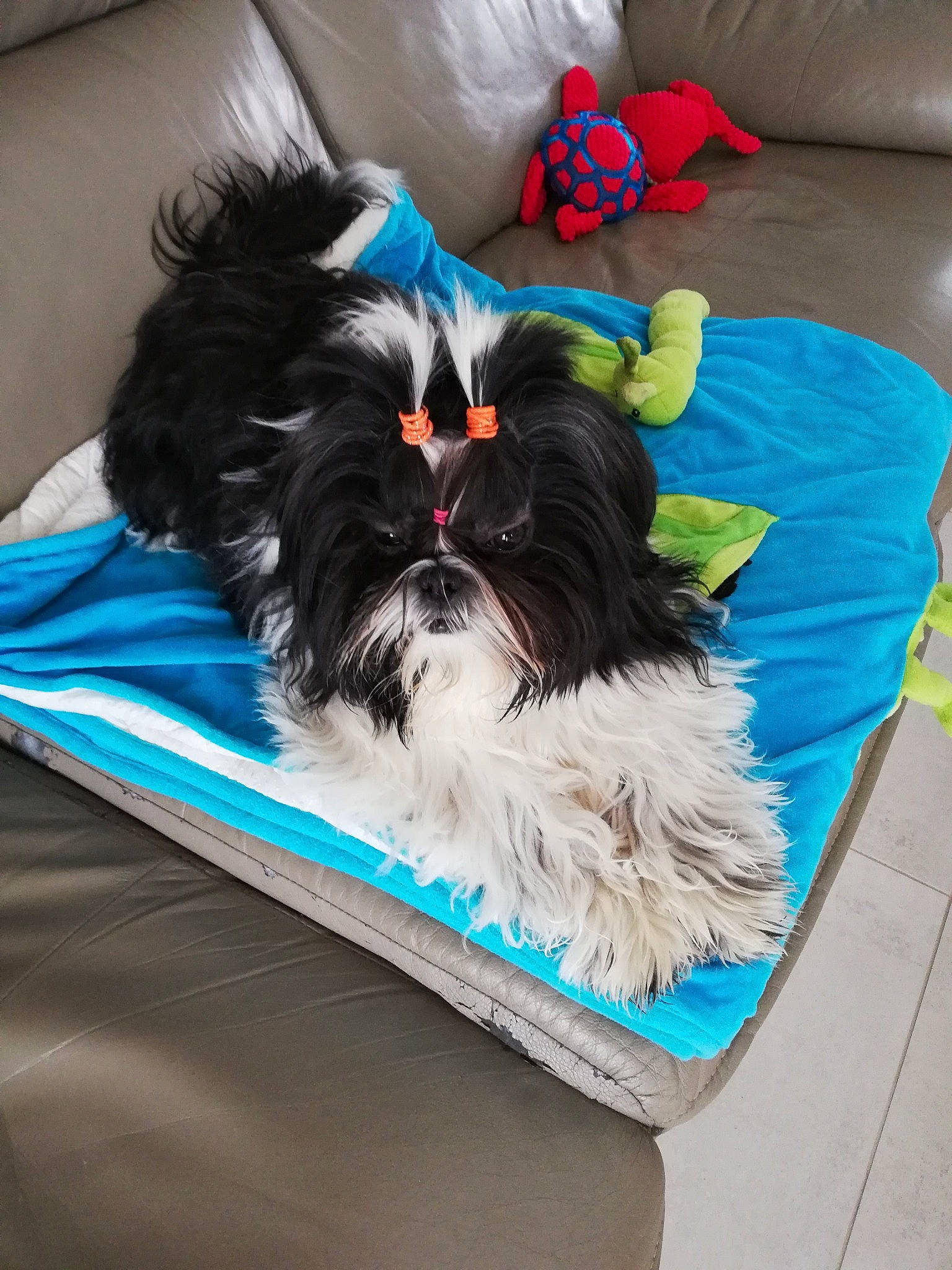 Ruby a rejoint le concours — aidez-le/la à gagner de superbes lots ! blue, canidae, carnivore, comfort, companion_dog, dog, dog_breed, dog_supply, electric_blue, fawn, fur, grey, liver, pattern, rectangle, snout, sporting_group, tail, toy_dog, working_animal