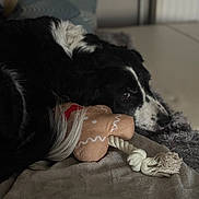 Islande participe au concours pour gagner de l'argent avec cette photo : dog, black_and_white, plush_toy, gingerbread_man, rope_toy, blanket, pillow, resting, indoor, cozy, soft_texture, pet, animal, lying_down, fur, snout, sleepy, relaxation, home, comfort