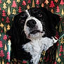 Islande participe au concours pour gagner de l'argent avec cette photo : dog, black_and_white, face, head, wrapping_paper, christmas, holiday, pattern, curious, closeup, pet, animal, fur, indoor, portrait, cute, expression, nose, ears, holiday_decor