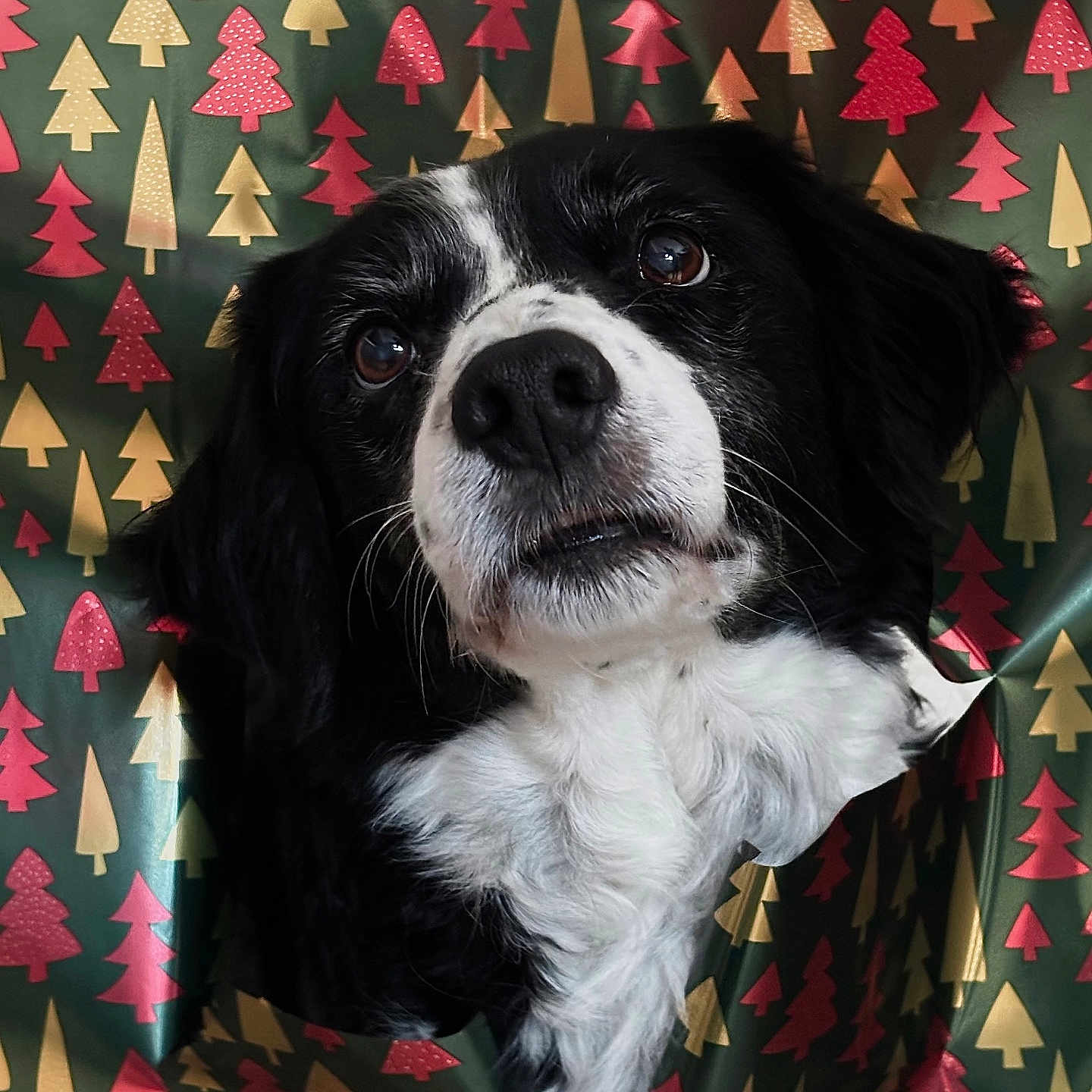 Islande participe au concours pour gagner de l'argent avec cette photo : animal, black_and_white, christmas, closeup, curious, cute, dog, ears, expression, face, fur, head, holiday, holiday_decor, indoor, nose, pattern, pet, portrait, wrapping_paper