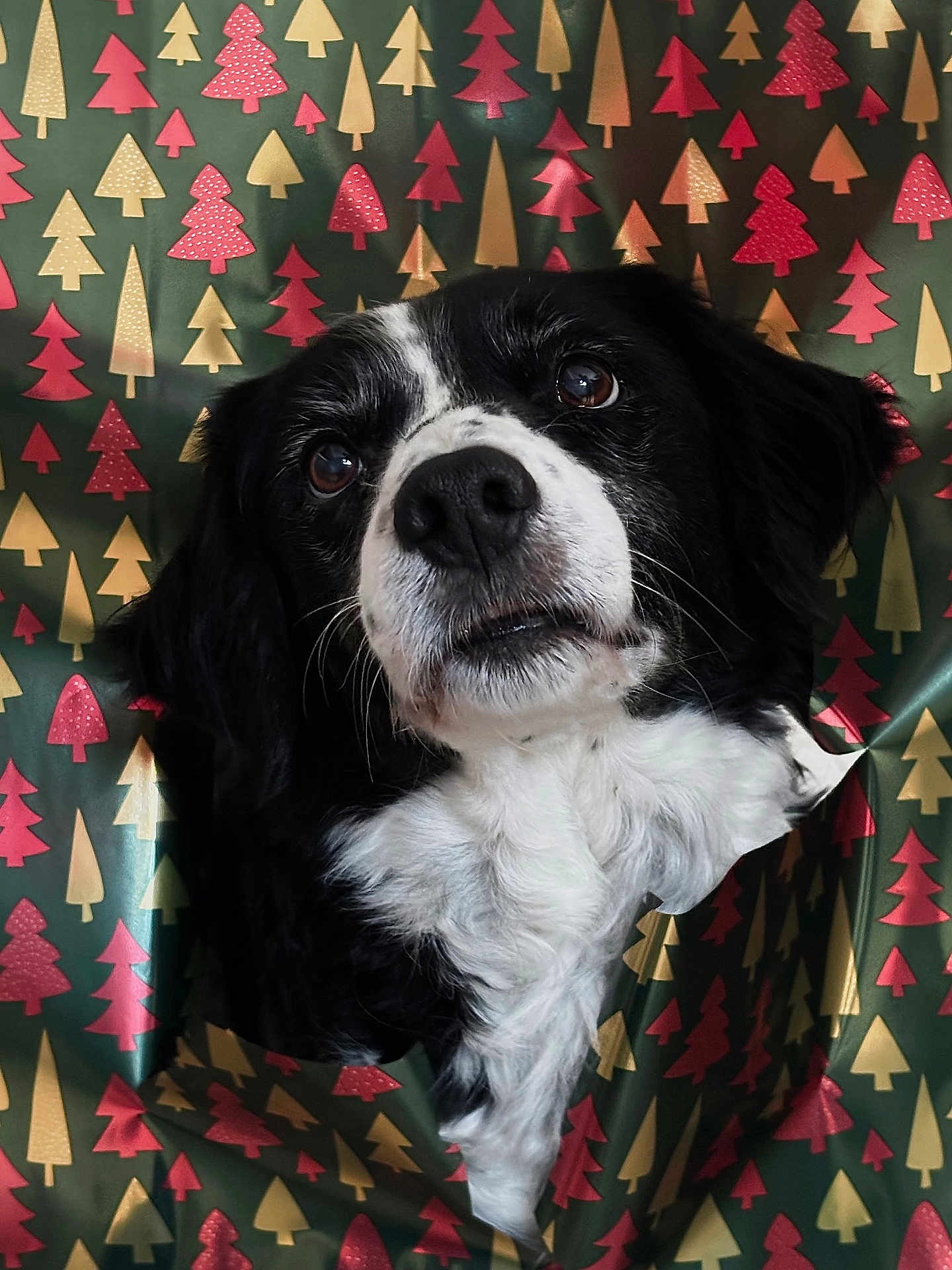 Islande participe au concours pour gagner de l'argent avec cette photo : dog, black_and_white, face, head, wrapping_paper, christmas, holiday, pattern, curious, closeup, pet, animal, fur, indoor, portrait, cute, expression, nose, ears, holiday_decor