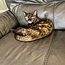Gracie Mae joined the competition — help win amazing prizes! alert, animal, black, brown, cat, cozy, curled_up, eyes, fur, furniture, home, indoor, leather_couch, pet, relaxed, resting, sitting, texture, tortoiseshell, yellow_eyes