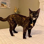 Gracie Mae is registered to the contest to win money with this photo: cat, tortoiseshell, bed, white_bedspread, indoor, feline, pet, animal, curious, standing, bedroom, painting, flowers, decor, furniture, cozy, looking, ears, tail, fur