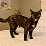 cat, tortoiseshell, bed, white_bedspread, indoor, feline, pet, animal, curious, standing, bedroom, painting, flowers, decor, furniture, cozy, looking, ears, tail, fur