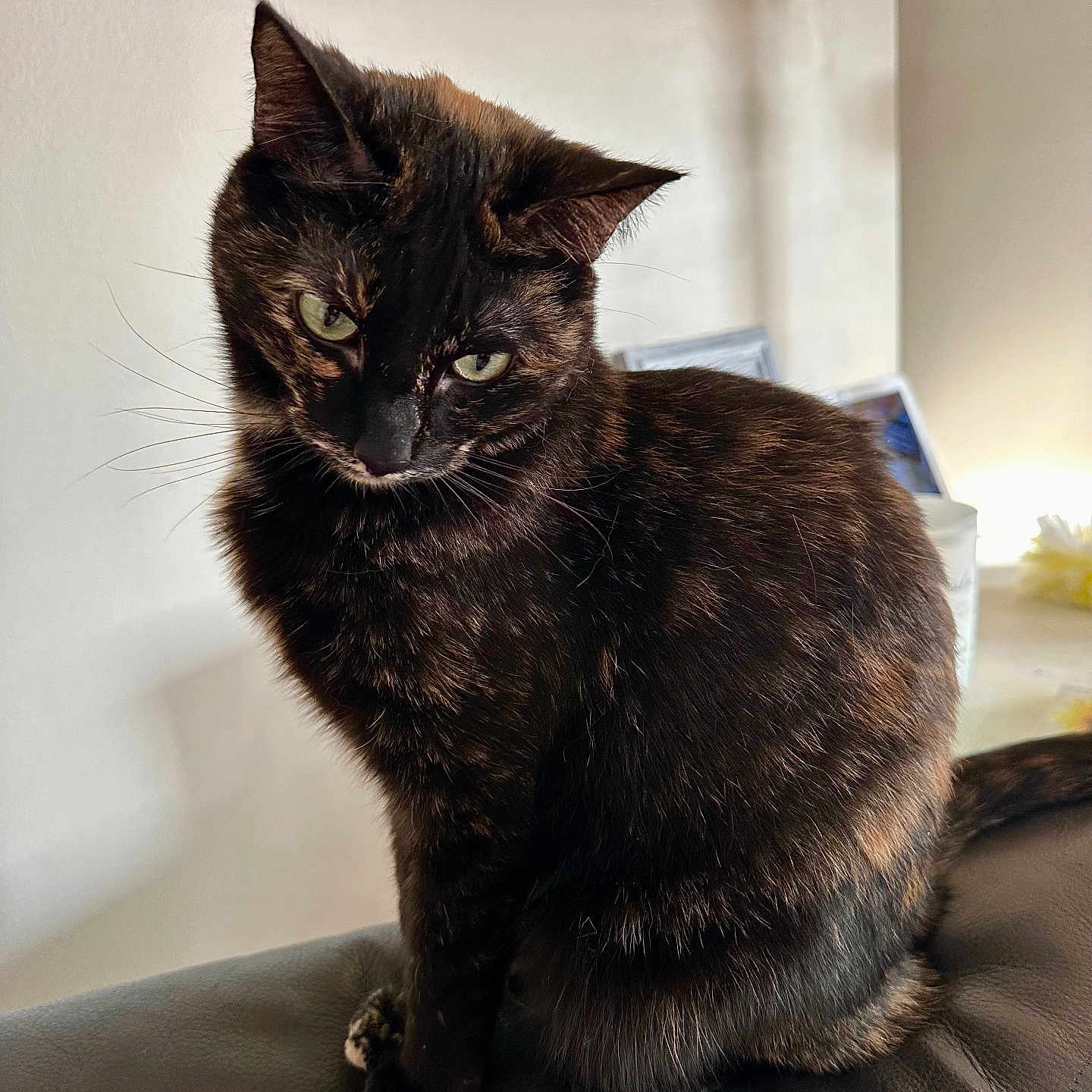 Gracie Mae joined the competition — help win amazing prizes! cat, tortoiseshell, feline, pet, animal, indoor, leather, black, brown, fur, whiskers, sitting, portrait, looking_down, natural_light, closeup, domestic_cat, cute, calm, mysterious