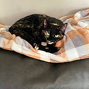 Gracie Mae is registered to the contest to win money with this photo: animal, blanket, cat, comfort, couch, cozy, cute, ears, feline, fur, home, indoor, leather, pet, plaid, relaxation, resting, tortoiseshell_cat, whiskers, yellow_eyes