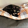 Gracie Mae is registered to the contest to win money with this photo: animal, blanket, cat, comfort, couch, cozy, cute, ears, feline, fur, home, indoor, leather, pet, plaid, relaxation, resting, tortoiseshell_cat, whiskers, yellow_eyes