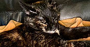 Gracie Mae joined the competition — help win amazing prizes! animal, black, blanket, cat, closeup, comfort, cozy, feline, fur, indoor, leather, nap, orange, paws, pet, relaxed, resting, sleeping, tortoiseshell, whiskers