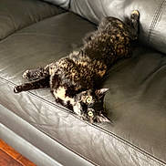 Gracie Mae is registered to the contest to win money with this photo: animal, cat, couch, ears, feline, fur, furniture, home, indoor, leather_sofa, lying_down, pet, portrait, relaxed, sprawled, tail, tortoiseshell, upside_down, whiskers, yellow_eyes