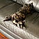 Gracie Mae