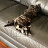 Gracie Mae is registered to the contest to win money with this photo: cat, tortoiseshell, leather_couch, pet, animal, indoor, relaxing, feline, fur, stretching, wooden_floor, home, cozy, looking_up, whiskers, ears, yellow_eyes, mammal, resting, comfort