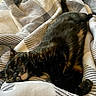 Gracie Mae is registered to the contest to win money with this photo: animal, blanket, cat, comfort, cozy, cute, domestic_cat, feline, fur, home, indoor, nap, pet, relaxed, resting, sleeping, soft, striped_blanket, tortoiseshell, warm