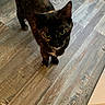 Gracie Mae joined the competition — help win amazing prizes! cat, tortoiseshell_cat, pet, animal, indoor, wooden_floor, curious, looking_up, feline, whiskers, ears, flooring, domestic_animal, home, standing, closeup, fur, cute, mammal, companion