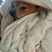 Honey Bee is registered to the contest to win money with this photo: dog, towel, wrapped, cozy, sleepy, pet, indoor, blanket, brown_dog, closeup, cute, fur, relaxed, portrait, domestic_animal, snug, warm, resting, animal, soft