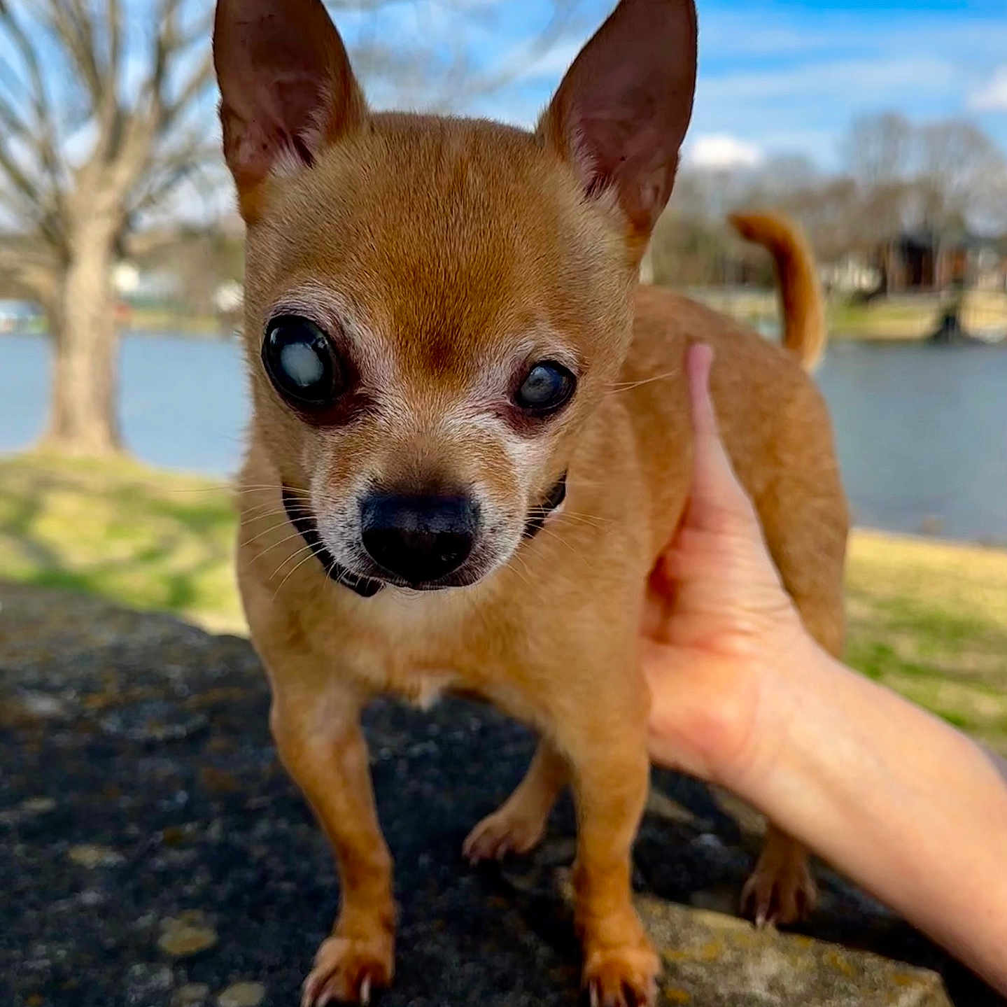 Honey Bee joined the competition — help win amazing prizes! animal, blue_sky, brown_fur, canine, chihuahua, close_up, cloudy_eye, daylight, dog, hand, lake, nature, outdoor, park, pet, portrait, small_dog, stone_surface, support, tree