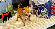 Honey Bee is registered to the contest to win money with this photo: animal, blanket, brown_dog, chihuahua, christmas, couch, cozy, curious, cute, decor, dog, festive, fur, gift_bag, holiday, indoor, leather, pet, small_dog, standing