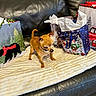 Honey Bee is registered to the contest to win money with this photo: animal, blanket, brown_dog, chihuahua, christmas, couch, cozy, curious, cute, decor, dog, festive, fur, gift_bag, holiday, indoor, leather, pet, small_dog, standing