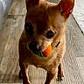 Honey Bee joined the competition — help win amazing prizes! animal, ball, brown_dog, canine, chihuahua, cute, dog, domestic_animal, ears, flooring, indoor, mouth, pet, pet_toy, playful, small_dog, standing, toy, walking, wooden_floor
