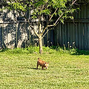 Honey Bee joined the competition — help win amazing prizes! animal, backyard, brown_dog, canine, curious, dandelions, daytime, dog, grass, greenery, leaves, nature, outdoor, pet, shadow, small_dog, standing, sunlight, tree, wooden_fence