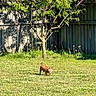 Honey Bee joined the competition — help win amazing prizes! animal, backyard, brown_dog, canine, curious, dandelions, daytime, dog, grass, greenery, leaves, nature, outdoor, pet, shadow, small_dog, standing, sunlight, tree, wooden_fence