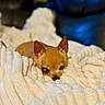 Honey Bee joined the competition — help win amazing prizes! blanket, brown_dog, canine, closeup, comfort, cozy, cute, dog, fur, home, indoor, pet, relaxation, resting, sleepy, small_dog, snuggle, soft, texture, warm