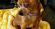 Honey Bee is registered to the contest to win money with this photo: animal, blanket, brown_dog, chihuahua, collar, companion, couch, cozy, cute, dog, ears_up, fur, furniture, home, indoor, looking_away, pet, sitting, small_dog, yellow_blanket