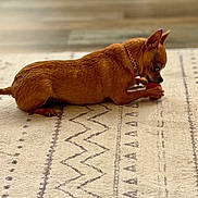 Honey Bee is registered to the contest to win money with this photo: animal, brown_dog, canine, chewing, collar, cute, dog, domestic_animal, floor, focused, household, indoor, laying_down, patterned_rug, pet, playing, rug, side_view, small_dog, toy