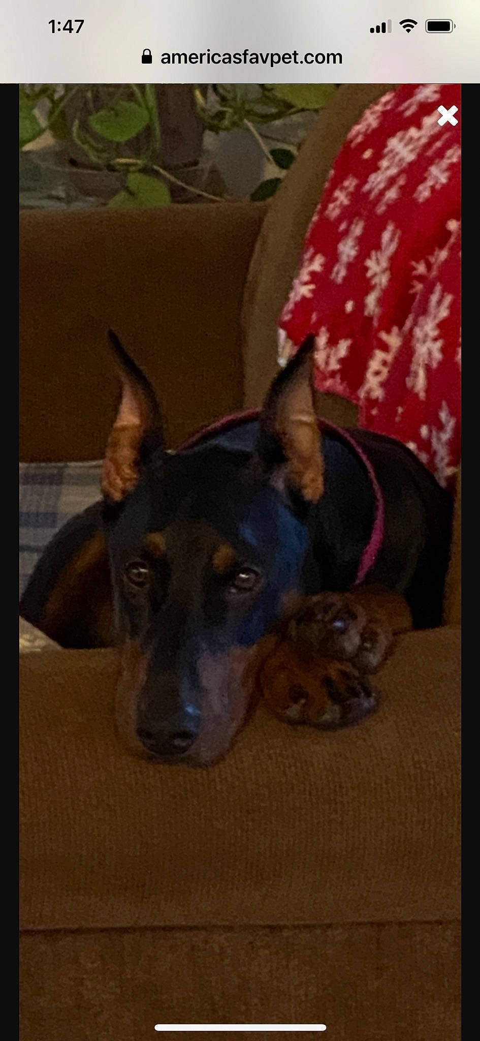 Stella