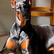 Stella Bean joined the competition — help win amazing prizes! doberman, dog, pet, animal, indoor, sunlight, shadow, black, brown, ears, wooden_chair, carpet, relaxed, portrait, canine, alert, domestic, companion, furniture, resting