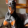 alert, animal, black, brown, canine, carpet, companion, doberman, dog, domestic, ears, furniture, indoor, pet, portrait, relaxed, resting, shadow, sunlight, wooden_chair