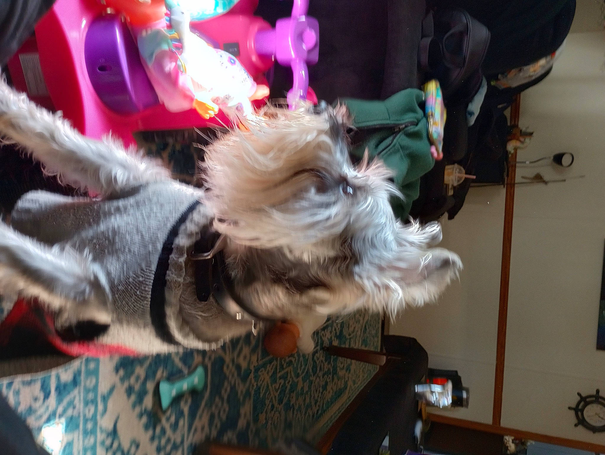 Chaz is registered to the contest to win money with this photo: canidae, carnivore, collar, companion_dog, dog, dog_breed, dog_clothes, dog_supply, event, fawn, fun, fur, leash, picture_frame, small_terrier, snout, sporting_group, terrier, toy_dog, tree