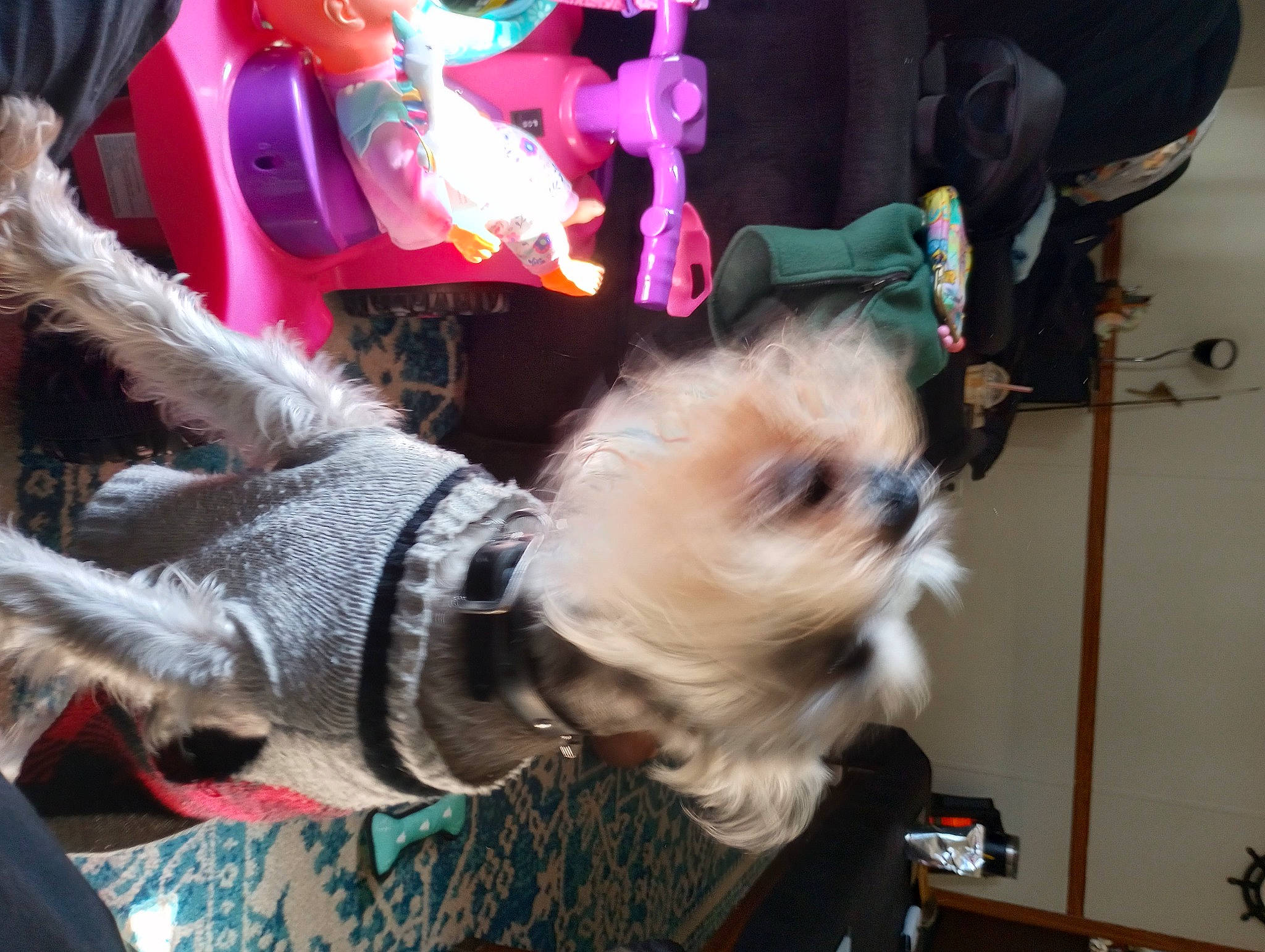 Chaz joined the competition — help win amazing prizes! canidae, carnivore, collar, companion_dog, dog, dog_breed, dog_clothes, dog_supply, event, fashion_accessory, fawn, fur, magenta, pet_supply, small_terrier, snout, sporting_group, terrier, toy_dog, working_animal