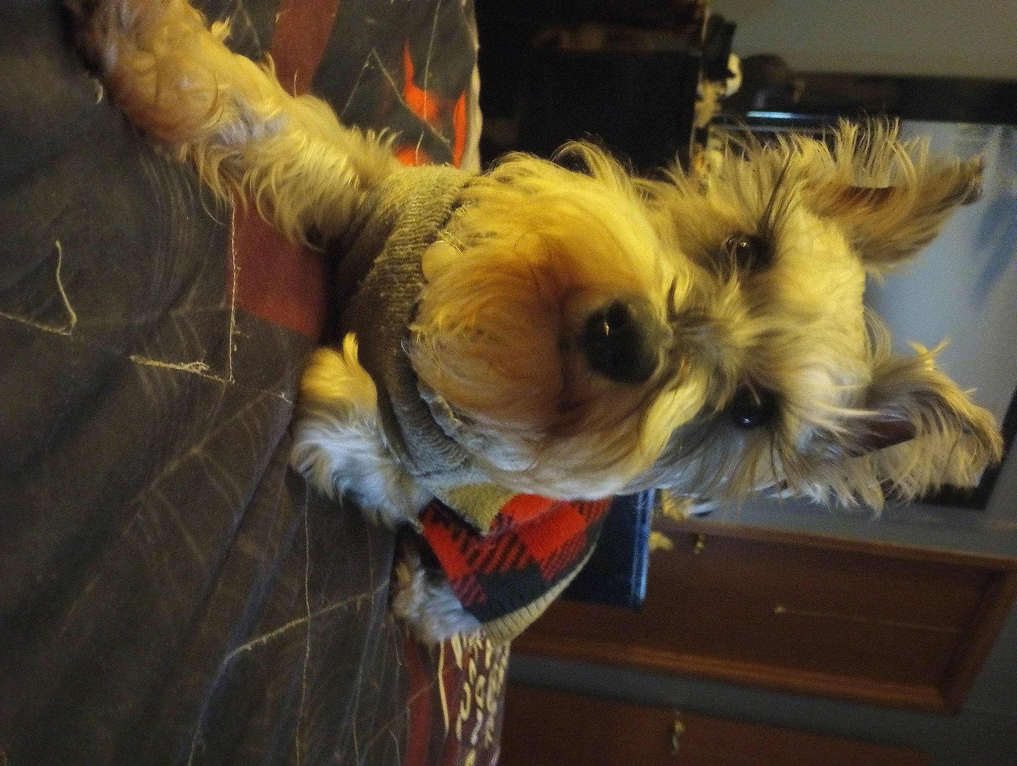 Chaz joined the competition — help win amazing prizes! canidae, carnivore, chinese_crested_dog, companion_dog, costume, dog, dog_breed, dog_clothes, dog_supply, event, fawn, fur, non_sporting_group, small_terrier, snout, sporting_group, terrier, toy_dog, whiskers, working_animal