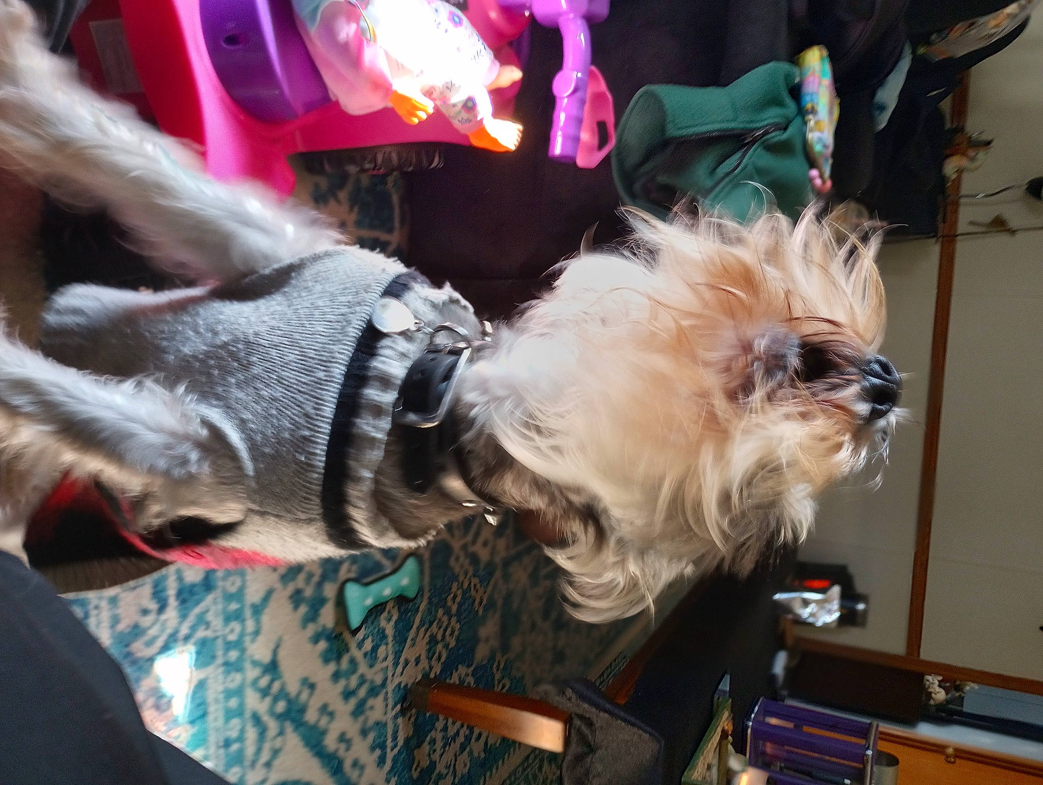 Chaz joined the competition — help win amazing prizes! canidae, carnivore, collar, companion_dog, dog, dog_breed, dog_clothes, dog_collar, dog_supply, eyewear, fur, mammal, non_sporting_group, schnauzer, small_terrier, snout, sporting_group, terrier, toy_dog, working_animal