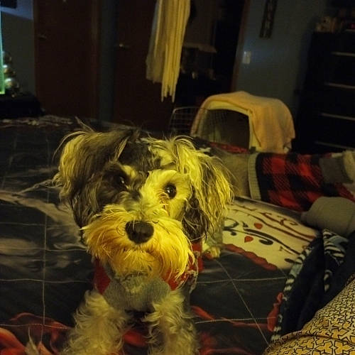 Lucy Lou is registered to the contest to win money with this photo: canidae, carnivore, comfort, companion_dog, dog, dog_breed, flooring, fur, maltepoo, non_sporting_group, poodle_crossbreed, small_terrier, snout, sporting_group, terrier, toy_dog, water_dog, working_animal, yorkipoo