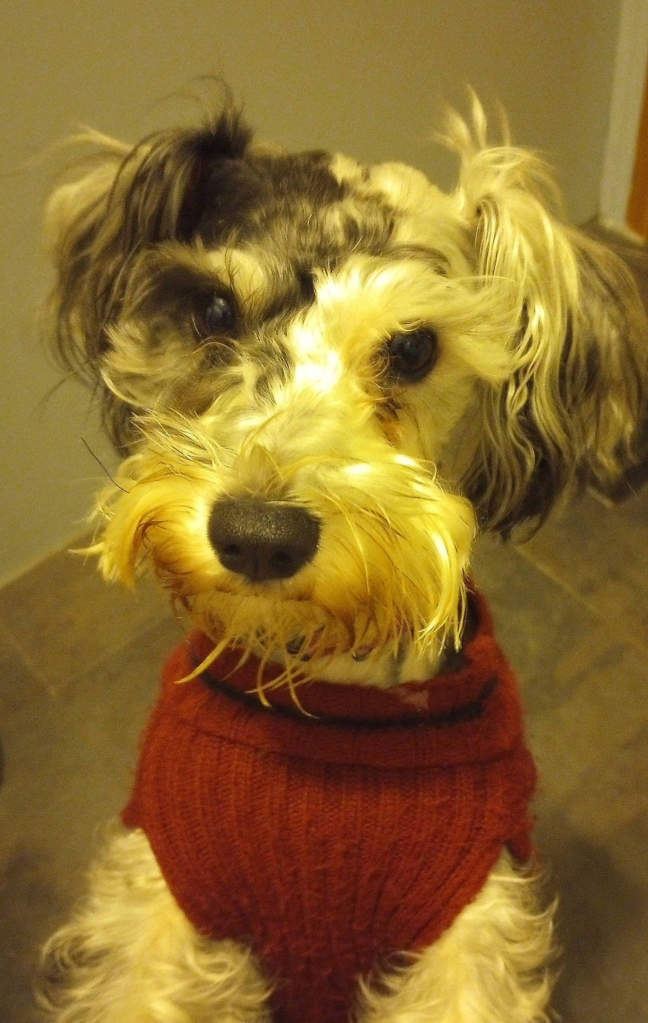 Lucy Lou joined the competition — help win amazing prizes! art, canidae, carnivore, companion_dog, dog, dog_breed, dog_collar, fur, giant_dog_breed, maltepoo, non_sporting_group, schnauzer, small_terrier, snout, sporting_group, standard_schnauzer, terrier, toy_dog, water_dog, working_animal