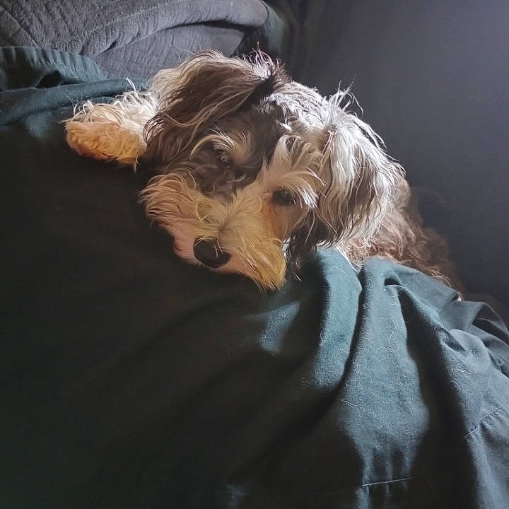 Lucy Lou joined the competition — help win amazing prizes! biewer_terrier, canidae, carnivore, comfort, companion_dog, dog, dog_breed, fur, liver, non_sporting_group, small_terrier, snout, sporting_group, terrier, toy_dog, working_animal, yorkipoo