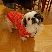 Poonkie participe au concours pour gagner de l'argent avec cette photo : canidae, carnivore, chinese_imperial_dog, companion_dog, dog, dog_breed, dog_clothes, flooring, fur, hardwood, japanese_chin, lowchen, mammal, puppy, shih_tzu, snout, sporting_group, toy_dog, vertebrate, wood