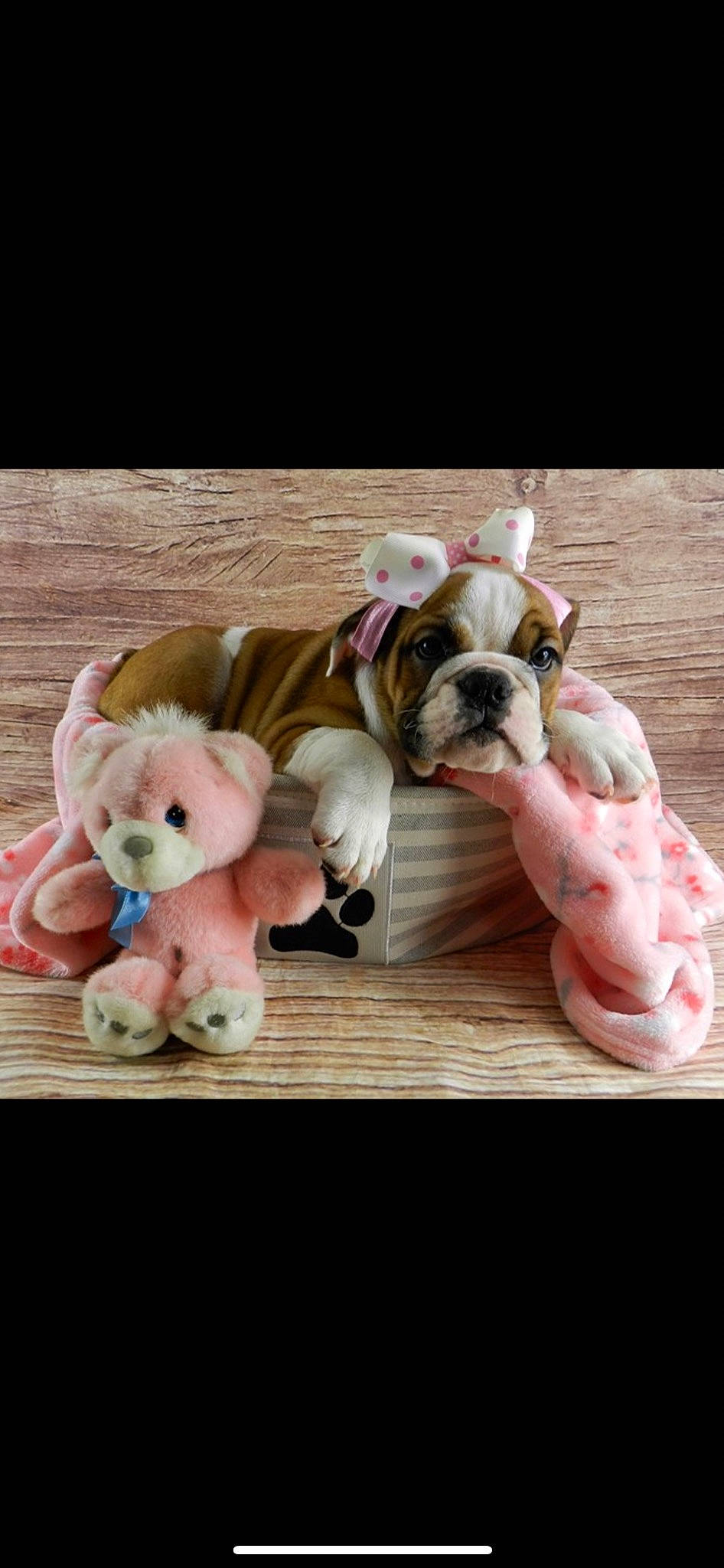 Daisy Rose is registered to the contest to win money with this photo: bulldog, carnivore, collar, comfort, companion_dog, dog, dog_breed, dog_clothes, dog_collar, dog_supply, fawn, mammal, pink, snout, toy, toy_dog, vertebrate, wood, working_animal, wrinkle